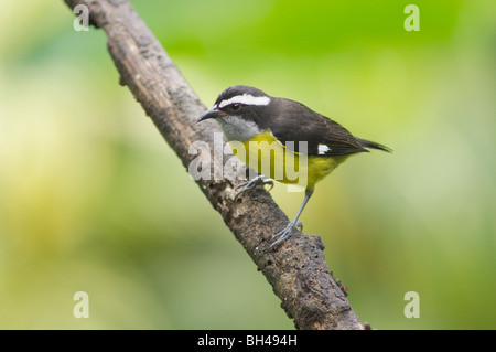 Bananaquit (Coereba Flaveola) thront auf einem Ast. Stockfoto