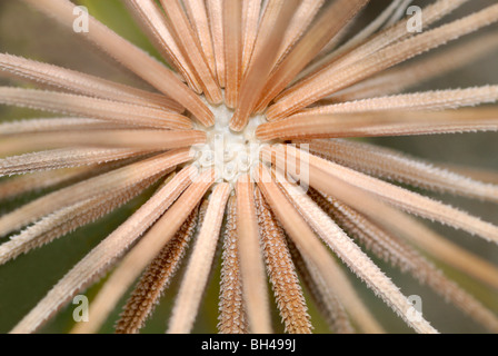 Ziegenmilch Bart (Tragopogon Pratensis). Abstraktes Bild des Zentrums von Seedhead am Straßenrand kurz vor hautnah. Stockfoto