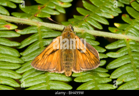 Großen Skipper Butterfly (Ochlodes Venatus) Sonnen offene Flügel Stockfoto