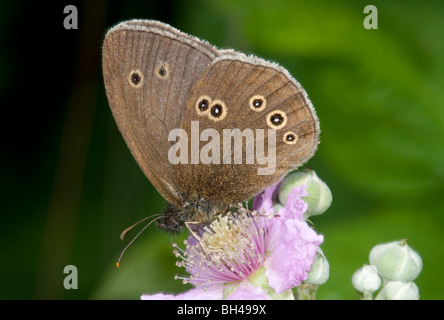Ringel-Schmetterling (Aphantopus Hyperantus). Nahaufnahme von Schmetterling Fütterung auf Bramble Blume in Norfolk Wald im Sommer. Stockfoto