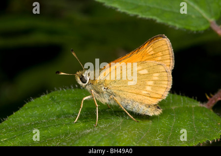 Großen Skipper Butterfly (Ochlodes Venatus) Stockfoto