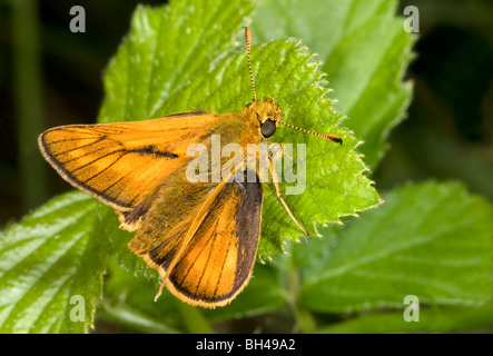 Großen Skipper Butterfly (Ochlodes Venatus). Stockfoto