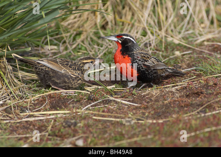 Long-tailed Meadowlark (Sturnella Loyca) mit jungen auf Bleaker Island. Stockfoto