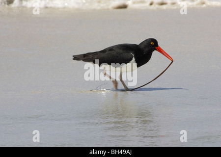 Magellan Austernfischer (Haematopus Leucopodus) sammeln von Nahrung für junge am Strand von Bleaker Island. Stockfoto