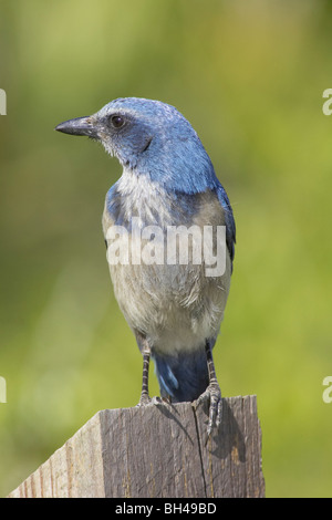 Florida Scrub Jay (Aphelocoma Coerulescens) am Zaun im Oscar Shearer State Park. Stockfoto