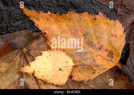 Birke Blätter (Betula Pendel) genommen in Holz im Lake District. Stockfoto