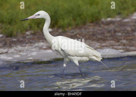 Rötliche Silberreiher weißen Morph (Egretta saniert) im Fort De Soto. Stockfoto