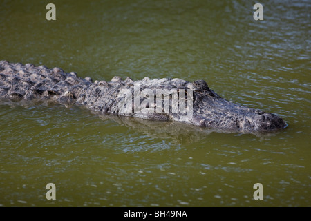 Amerikanisches Krokodil, Alligator mississippiensis Stockfoto