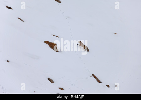 Red Fox läuft ein Schnee bedeckt Hügel in Utah im Winter. Schweren kalten Pelzmantel. Stockfoto