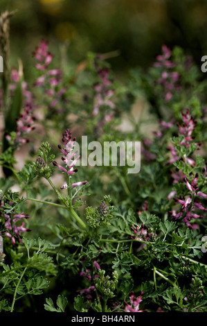 Gemeinsamen Erdrauch (Fumaria Officinalis). Stockfoto