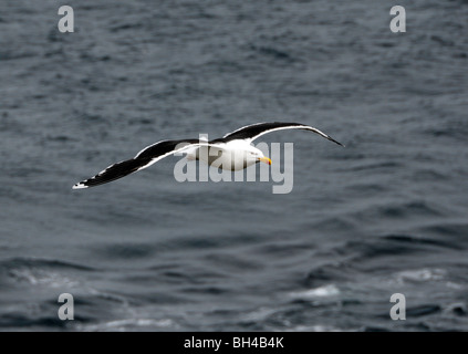 Mehr Black-backed Gull (Larus Marinus) gleiten über den Ozean. Stockfoto