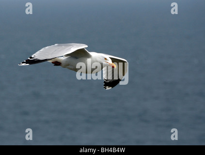 Silbermöwe (Larus Argentatus) fliegen über das Meer. Stockfoto