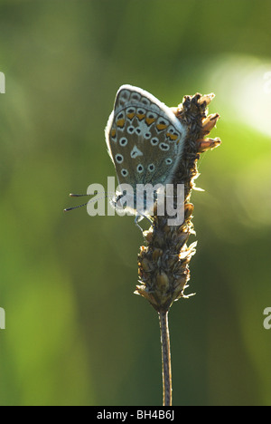 Gemeinsamen blauer Schmetterling (Polyommatus Icarus) ruht auf einer Wiese in der Abendsonne. Stockfoto