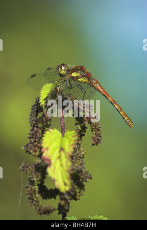 Männliche gemeinsame Darter Libelle (Sympetrum Striolatum) ruht auf einer Brennnessel. Stockfoto