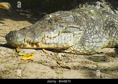 Nil-Krokodil (Crocodylus Niloticus) in der Sonne aalen. Stockfoto