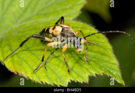 Longhorn Beetle (Strangalia Maculata). Schließen Sie herauf Bild des Käfers ruht auf Bramble Blatt in einem Norfolk-Holz. Stockfoto