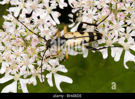 Longhorn Beetle (Strangalia Maculata). Schließen Sie herauf Bild der Käfer ernähren sich von Blumen in einem Norfolk-Holz. Stockfoto