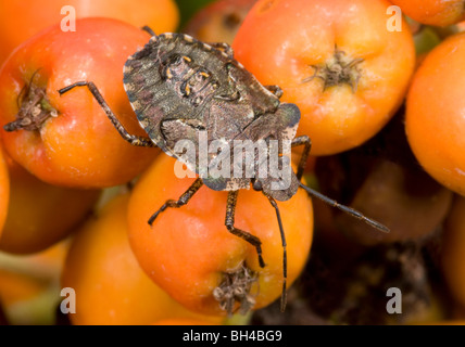 Wald: Fehler (Pentatoma Art). Am späten Instar Larve auf Vogelbeeren in einem Norfolk-Holz. Stockfoto