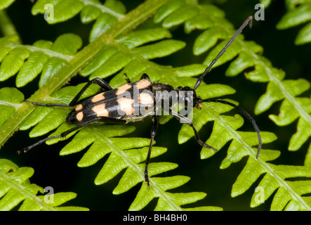 Longhorn Beetle (Strangalia Quadrifasciata). Schließen Sie herauf Bild des Käfers ruht auf Bracken in einem Norfolk-Holz. Stockfoto
