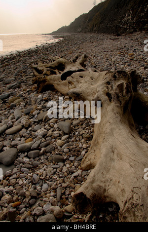 Treibholz-Baumstamm an einem steinigen Strand neben Lyme Regis. Stockfoto