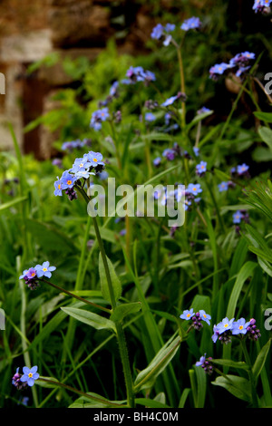 Gemeinsamen Vergissmeinnicht Blumen (Myosotis Sylvatica) vor einem alten Gebäude aus Stein. Stockfoto