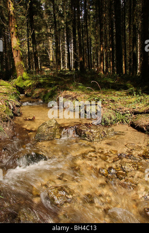Ein schnell fließender Strom läuft durch den Wald. Stockfoto