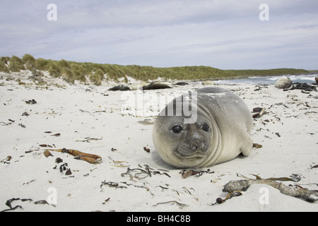 Junge südlichen See-Elefanten (Mirounga Leonina) ruhen am Strand Sea Lion Insel. Stockfoto