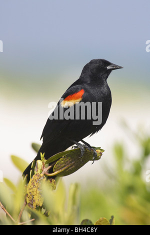 Rotschulterstärling (Agelaius Phoeniceus) in den Büschen am Fort De Soto. Stockfoto