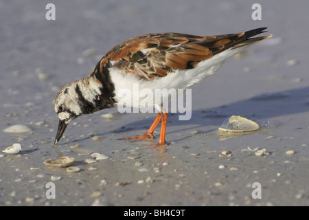 Ruddy Steinwälzer (Arenaria Interpres) auf der Suche nach Nahrung an den Ufern des Fort De Soto. Stockfoto