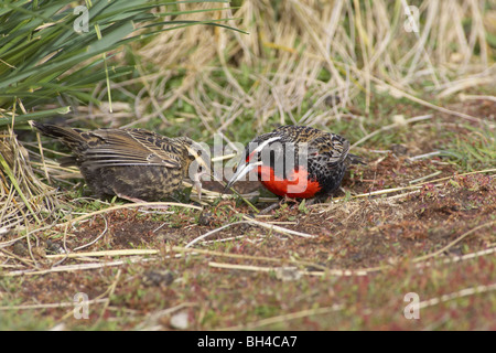 Long-tailed Meadowlark (Sturnella Loyca Falklandica) jungen Bleaker Island füttert. Stockfoto