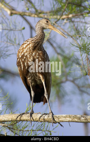 Limpkin (Aramus Guarauna) in einem Baum in Gatorland. Stockfoto