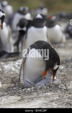Gentoo Penguin (Pygoscelis Papua) Fütterung Küken auf Sea Lion Island. Stockfoto