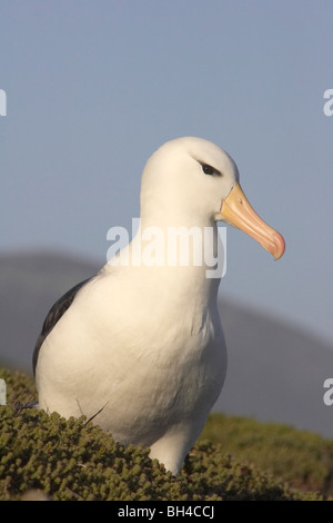 Black-browed Albatross (Thalassarche Melanophris) auf Saunders Island. Stockfoto