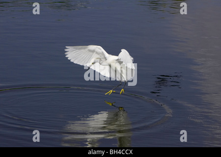 Snowy Silberreiher (Egretta unaufger) schwebt über See in Gatorland. Stockfoto