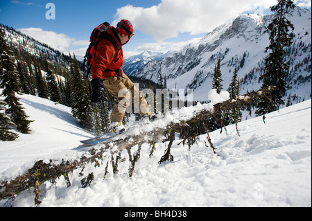 Backcountry Snowboarder Schiene gleitet einen abgestürzten Baum in den Selkirk Mountains, Kanada. Stockfoto