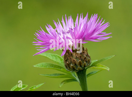 Nahaufnahme von einem einzigen Distel (Centaurea Dealbata Steenbergii) Blütenstand. Stockfoto