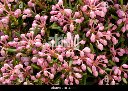 Nahaufnahme der Sumpf Rosmarin (Andromeda Polifolia "Nikko") Blumen wachsen in Masse. Stockfoto