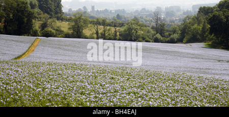 Durch die Felder der gemeinsamen Flachs Leinsamen (Linum Usitatissimum), dort drüben Cotswold-Dorf in der Nähe von Chipping Norden im Sommer Stockfoto