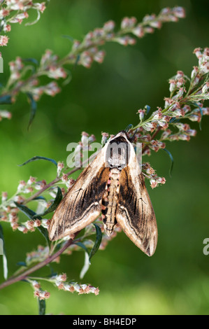 Liguster Hawkmoth (Sphinx Ligustri) im August. Stockfoto