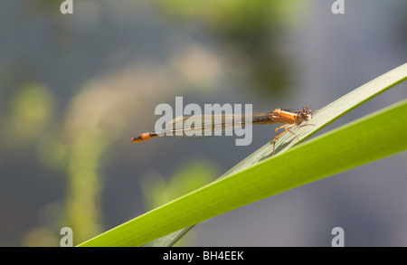 Unreife Damselfly ruht auf Neuseeland Flachs (Phormium Tenax) im Sommer. Stockfoto