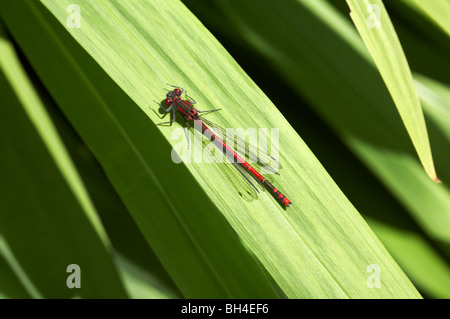 Große rote Damselfly (Pyrrhosoma Nymphula) ruht auf Montbretia Crocosmiiflora Blatt im Sommer in Bournemouth. Stockfoto