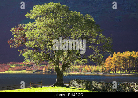 Baum auf See Buttermere Seite beleuchtet von schwachem Licht am Nachmittag im Herbst mit bunten Lärchen in der Ferne. Stockfoto