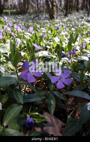 Größere Immergrün Blumen (Vinca großen) im Wald an einem sonnigen Tag. Stockfoto