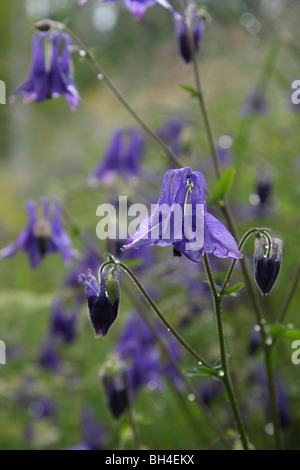 Blumen blaue Akelei (Aquilegia Vulgaris) nur nach einem Regen in Wassertröpfchen bedeckt. Stockfoto