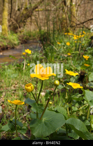 Gelbe Sumpfdotterblumen (Caltha Palustris) neben einem kleinen Waldbach. Stockfoto