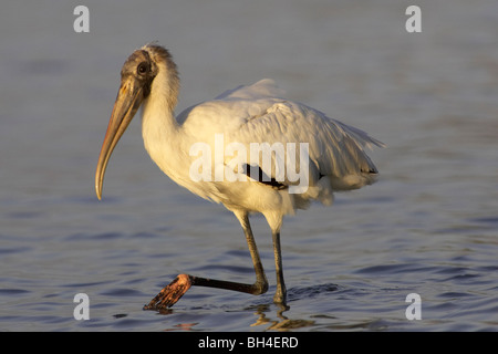 Juvenile Holz Storch (Mycteria Americana) auf der Suche nach Nahrung im Fort De Soto. Stockfoto