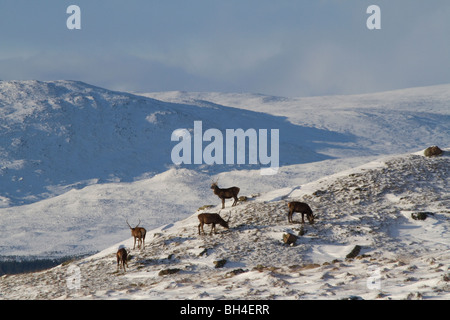 Rothirsch (Cervus Elaphus) Hirsche in den schottischen Highlands, nördlich von Blair Atholl, Perthshire. Stockfoto