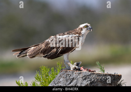 Fischadler (Pandion Haliaetus) auf Baumstumpf Fisch Essen bleibt im Everglades National Park. Stockfoto