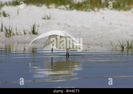 Rötliche Silberreiher (Egretta saniert) oder weiße Morph Gießen Schatten beim Angeln im Fort De Soto. Stockfoto