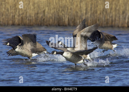 Kanadagans (Branta Canadensis) bei Pensthorpe ausziehen. Stockfoto